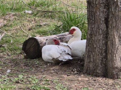 Muscovy Hens