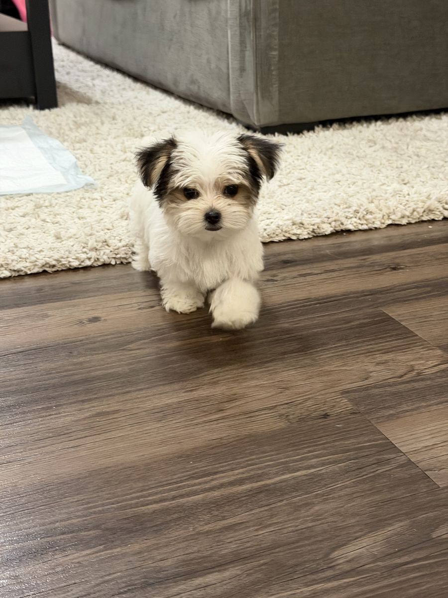 Adorable Female Morkie