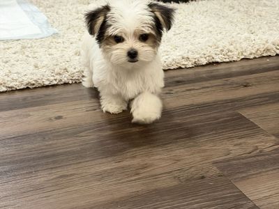 Adorable Female Morkie