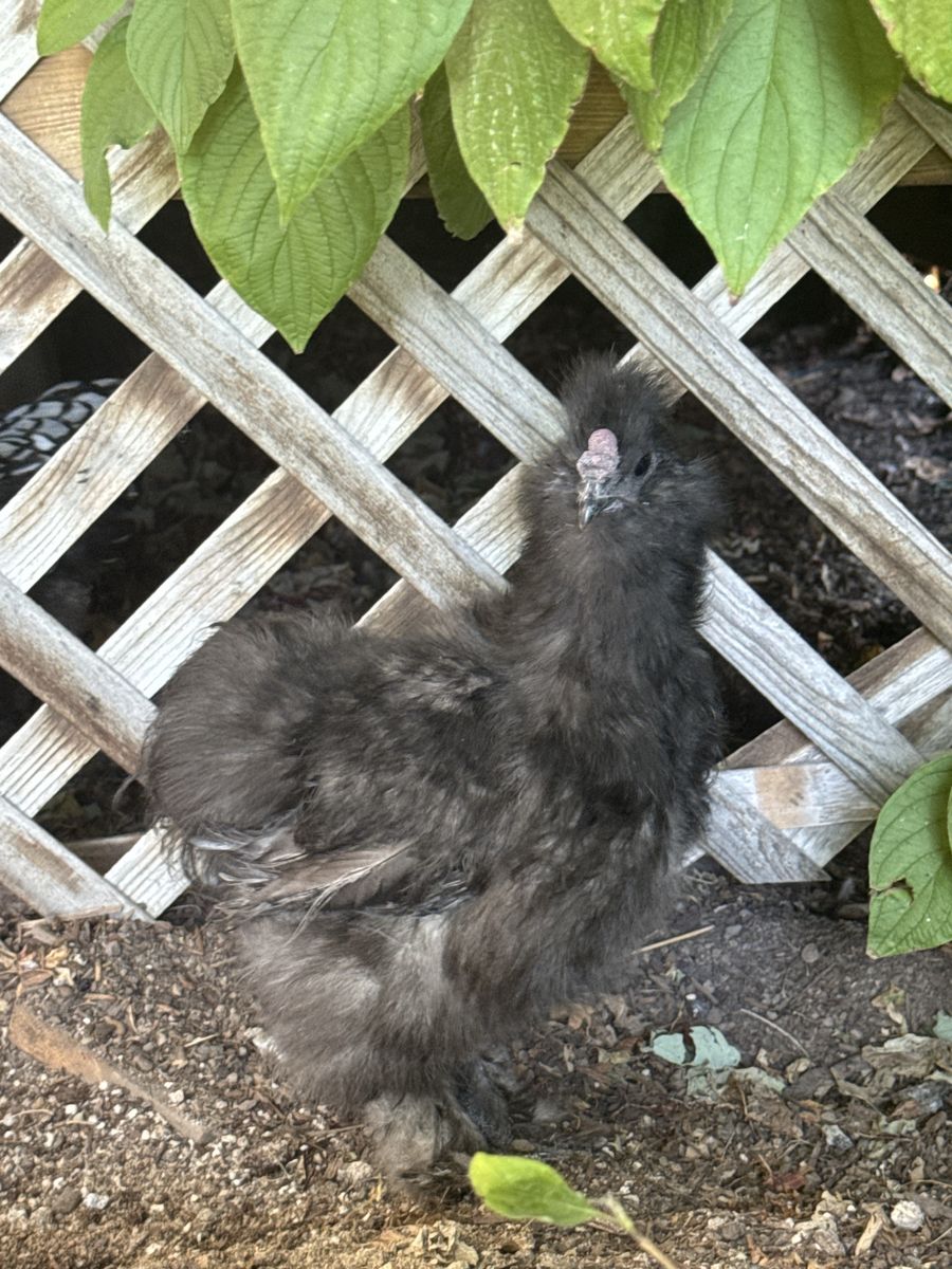 Black Silkie Chicken - Fluffy Backyard Rooster/4 months old
