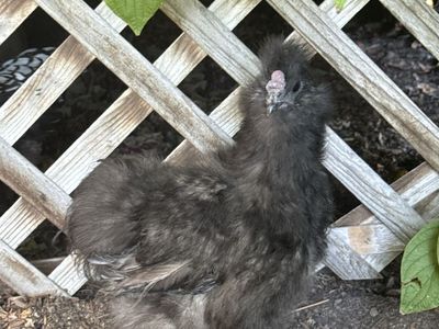 Black Silkie Chicken - Fluffy Backyard Rooster/4 months old