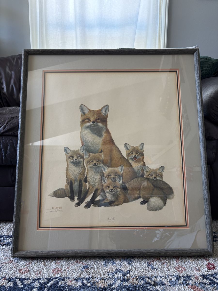 Framed Red Fox Print by Ray Harm