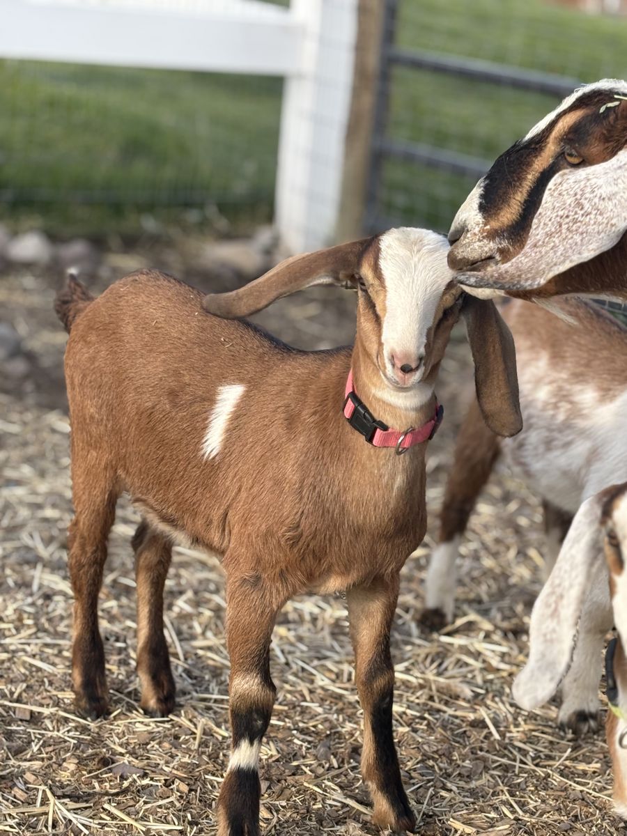 Two miniature Nubian does needing a new home