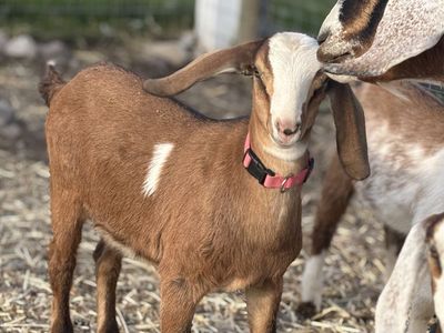 Two miniature Nubian does needing a new home