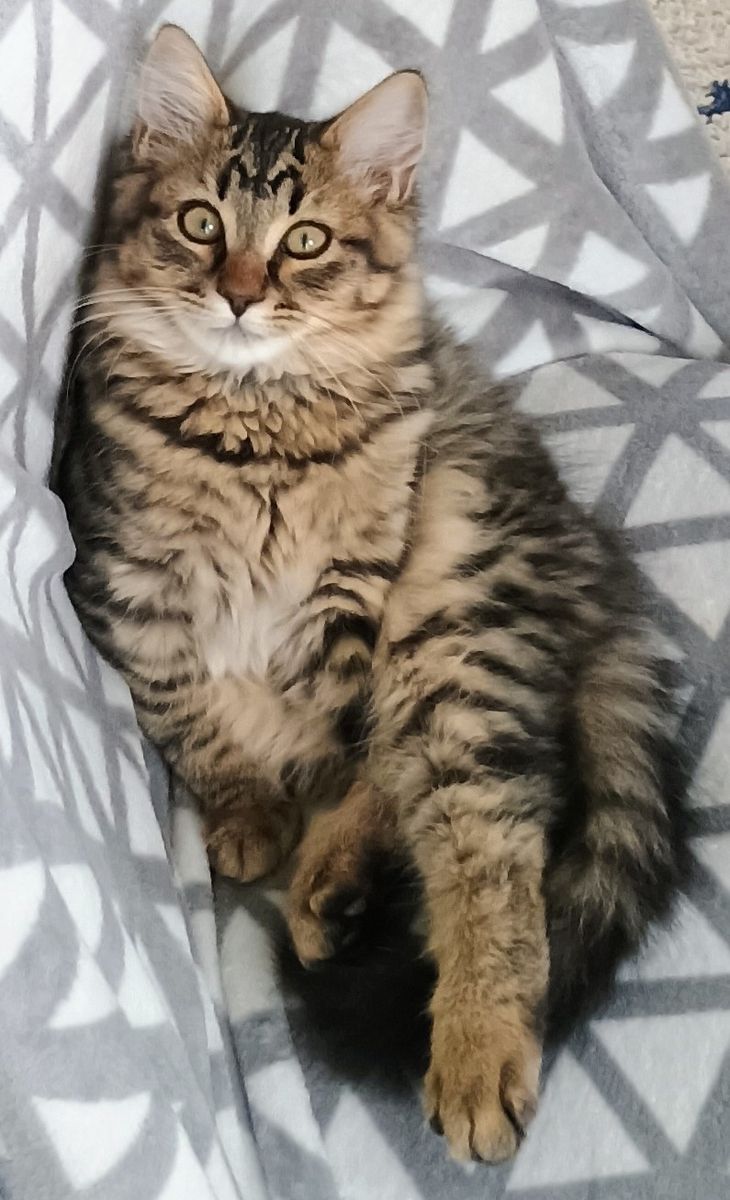 $1000 reward for info on lost kitty