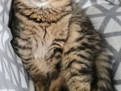 $1000 reward for info on lost kitty