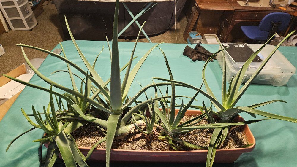 Aloe Vera plants