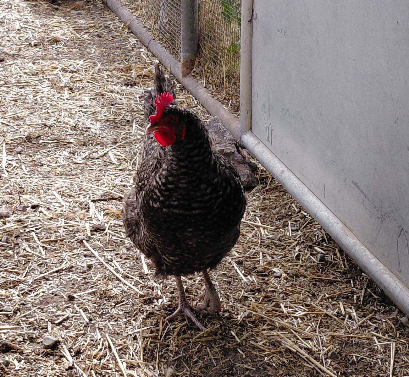 A162270 Chicky Minaj is Available for Adoption!