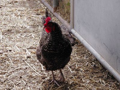 A162270 Chicky Minaj is Available for Adoption!