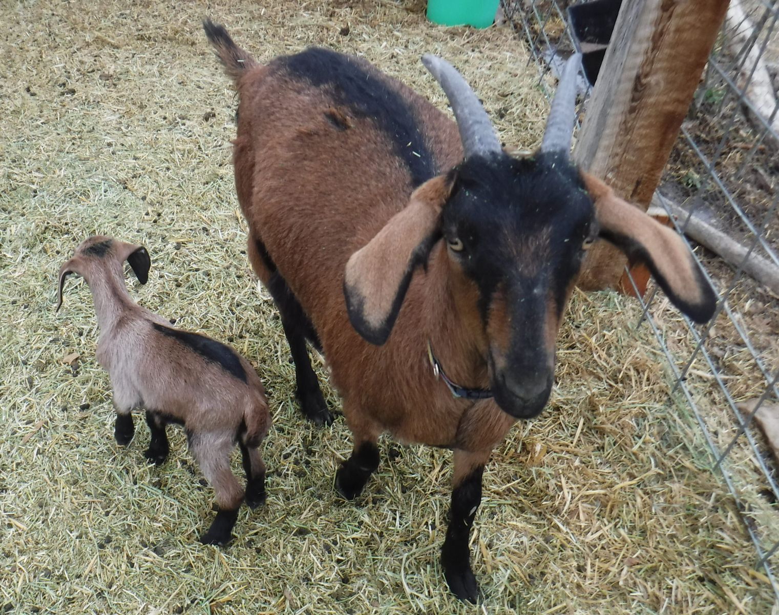 Alpine / Nubian first time freshener Doe dairy milk goat with kid $325