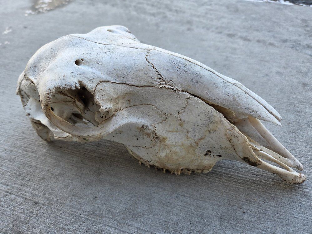 Sheep Skull