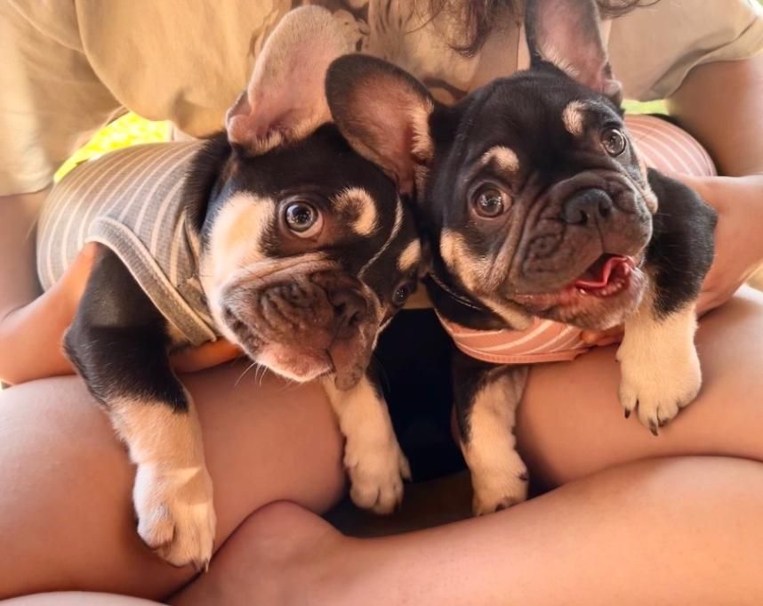 AKC French Bulldog Puppies 14 Weeks!