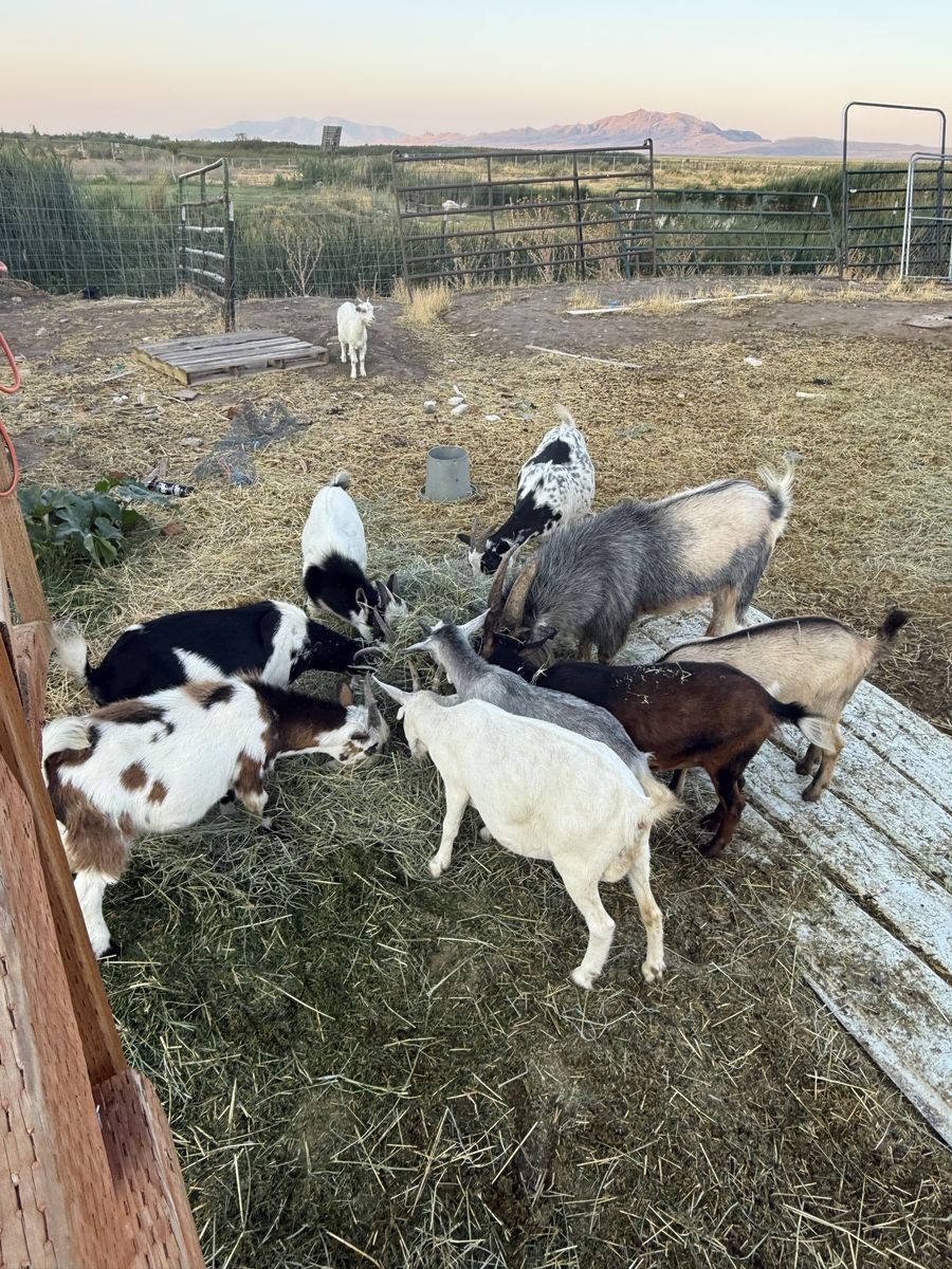 Goats - Nigerian dwarf