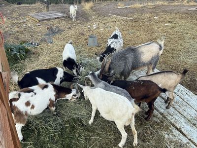 Goats - Nigerian dwarf