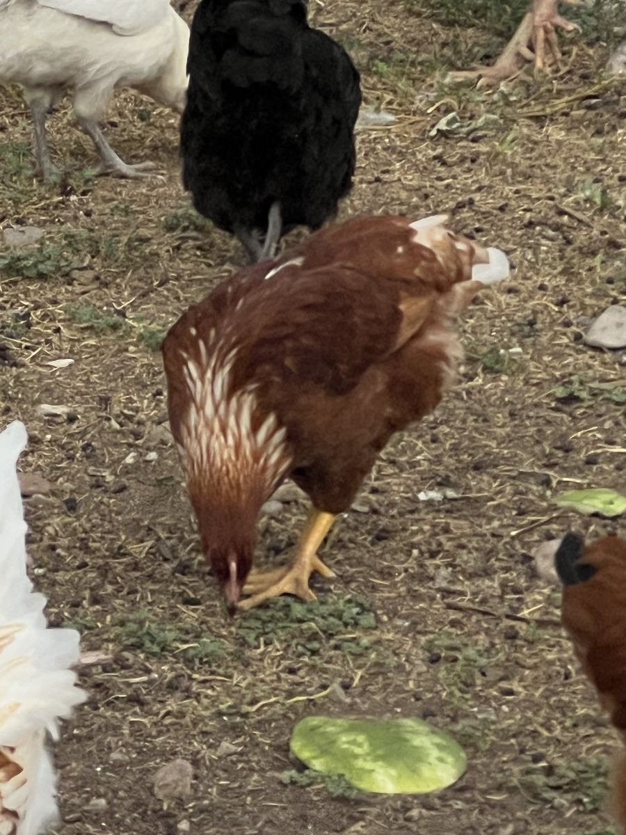 Main image 2