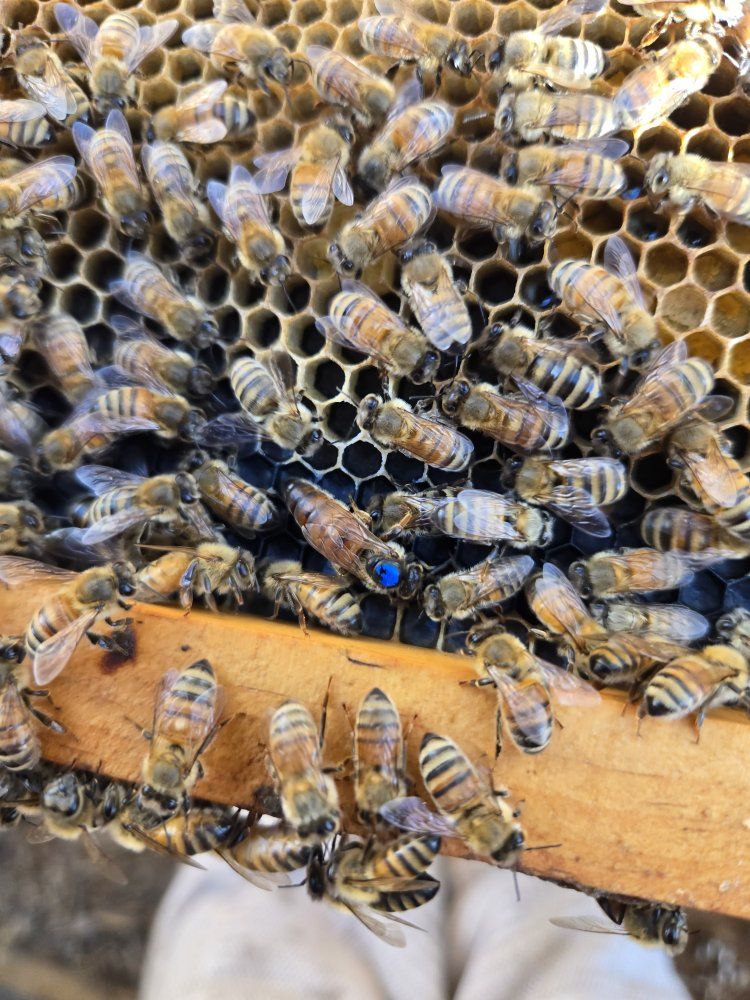 2026 queen bees