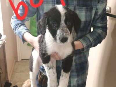Borderdoodle/Australian shepherd puppies