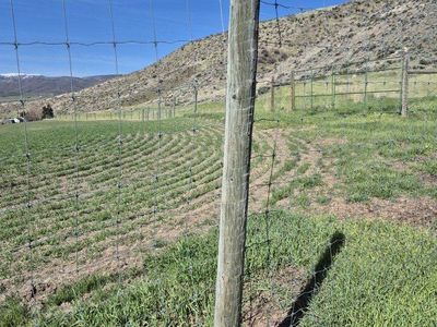 12 ft treated posts