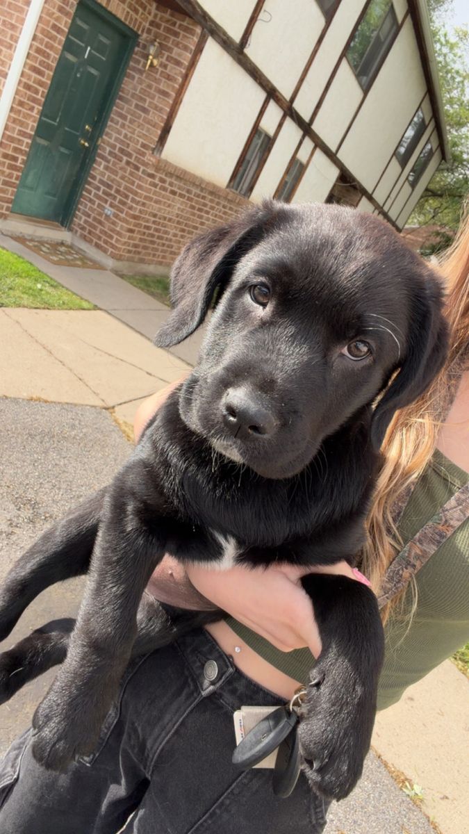 Lab Puppy