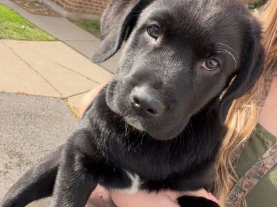 Lab Puppy