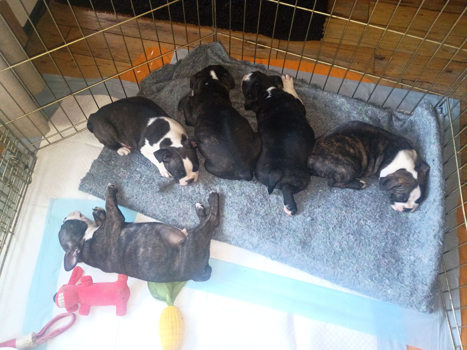 8 week old Boston Terrier puppies