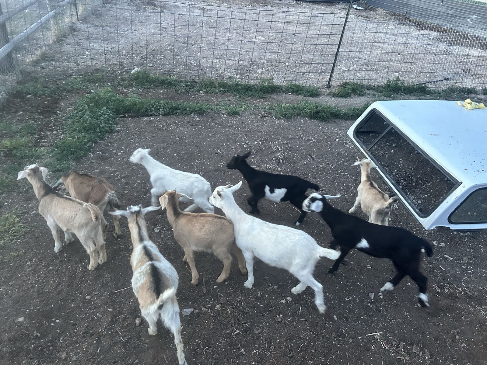 Trade goats for pigs