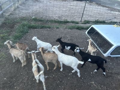 Trade goats for pigs
