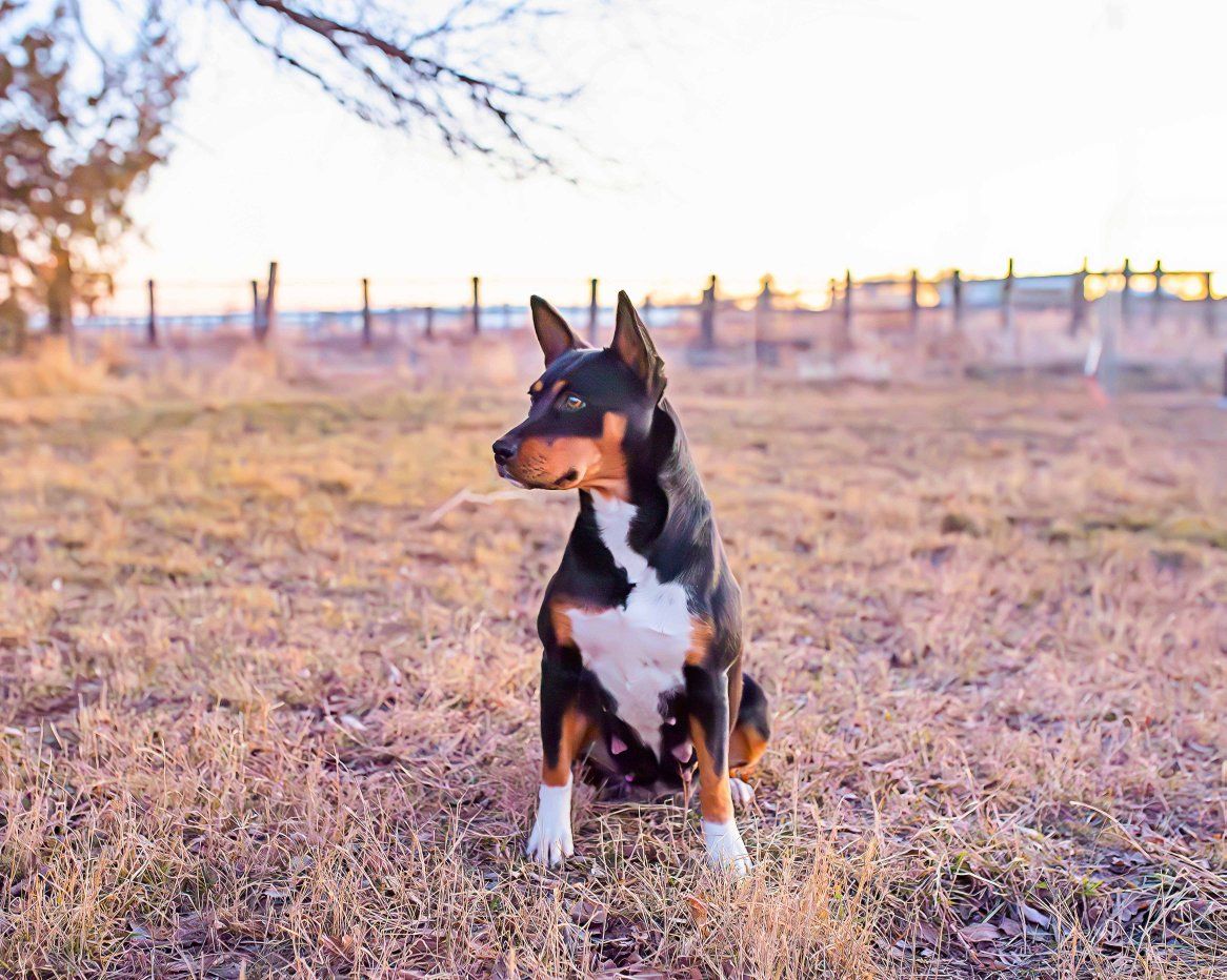 DELUXE Active Family and Hunting Companions