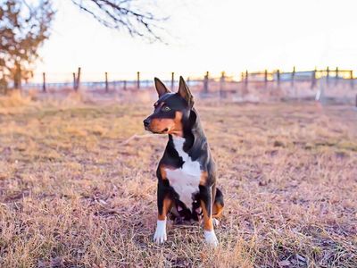 DELUXE Active Family and Hunting Companions