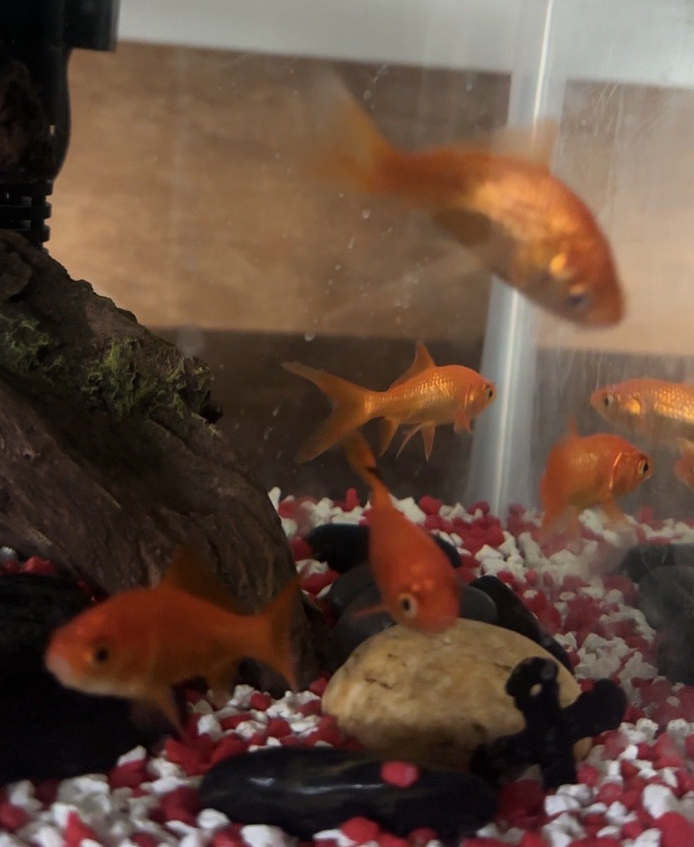 Goldfish