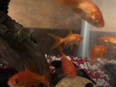 Goldfish