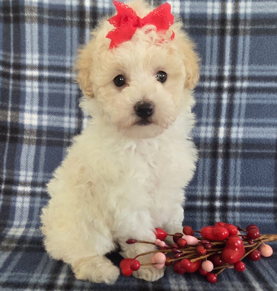 Darling Purebred Female Minerature Poodle Puppy