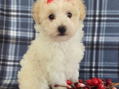 Darling Purebred Female Minerature Poodle Puppy