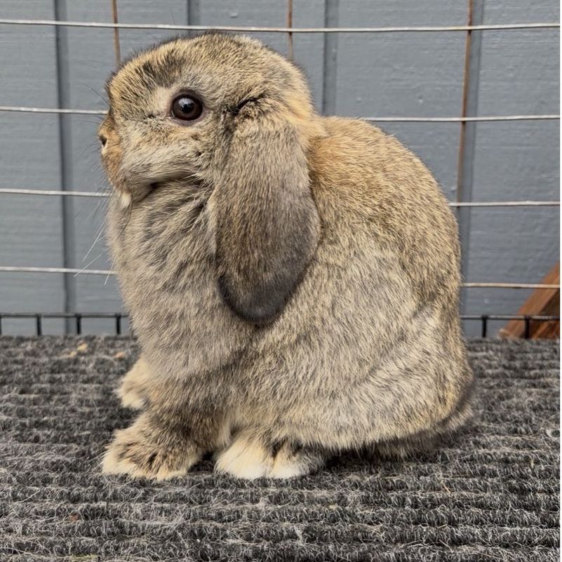 Holland Lop Doe Ready Now!