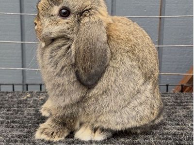 Holland Lop Doe Ready Now!