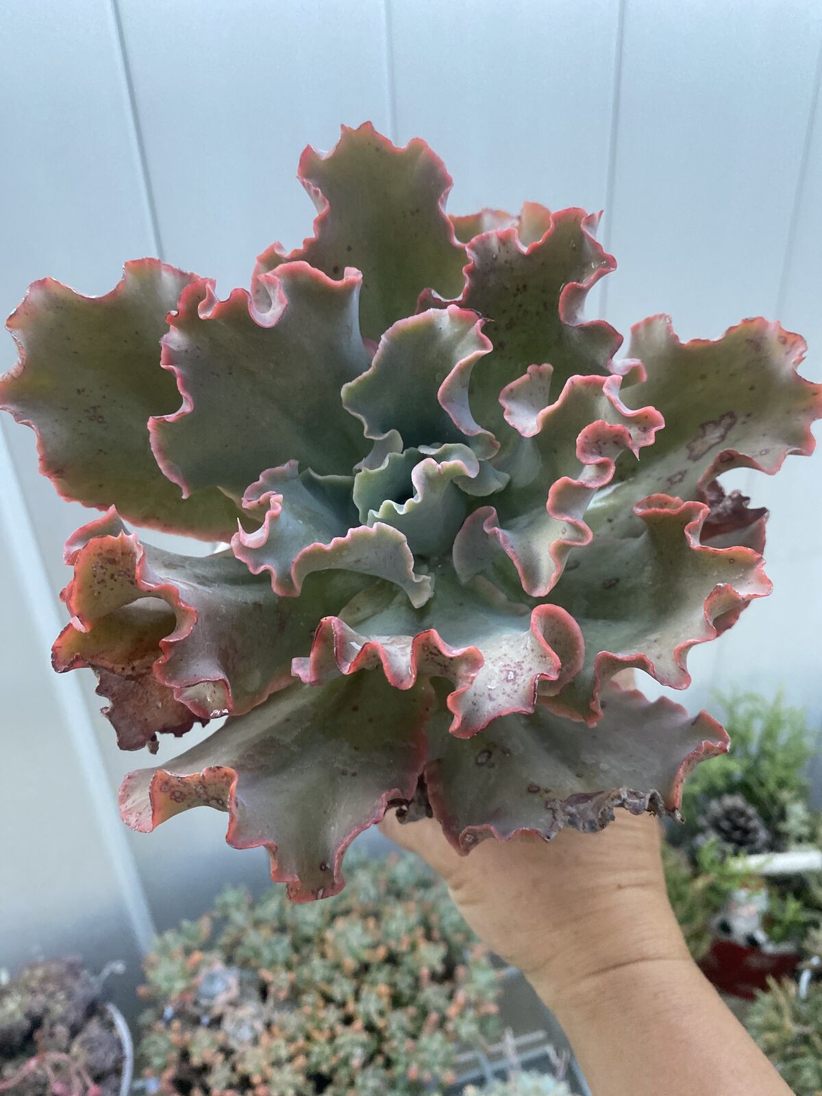 Real succulents Echeveria pink drill in concrete planter