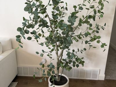 6' Artificial Silver Dollar Eucalyptus Tree