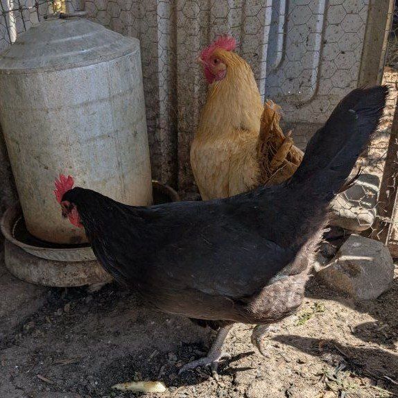 Young hens