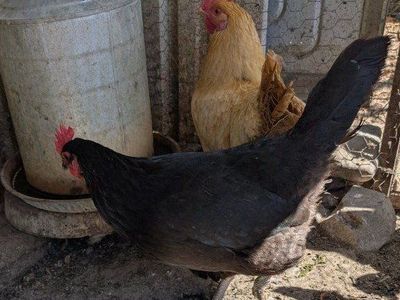 Young hens