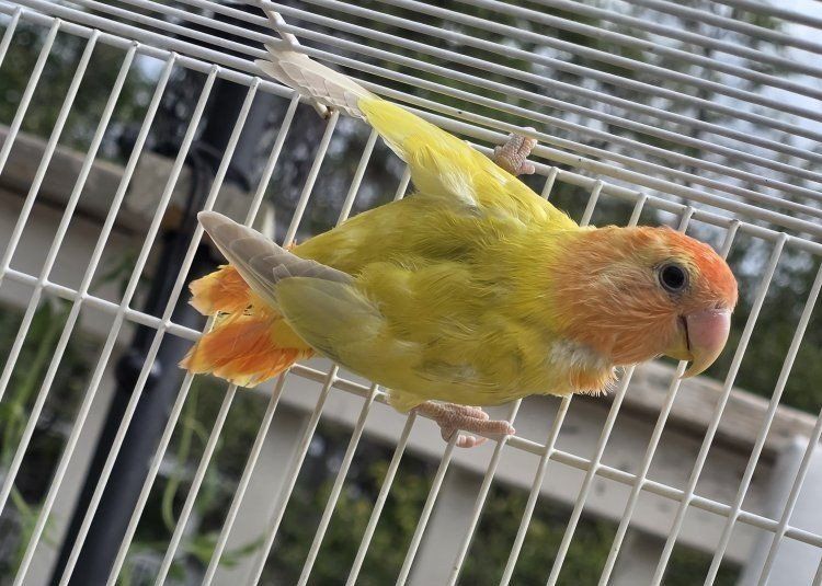 Peachface opaline  Vibrant Yellow & Orange Lovebird