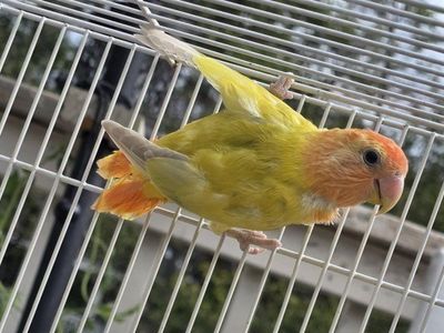 Peachface opaline Vibrant Yellow & Orange Lovebird