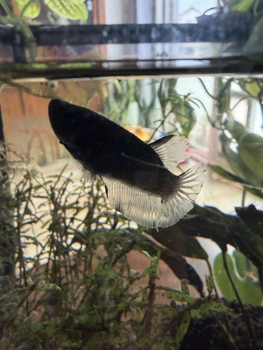 Juvenile Black Orchid Betta