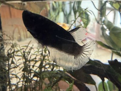 Juvenile Black Orchid Betta