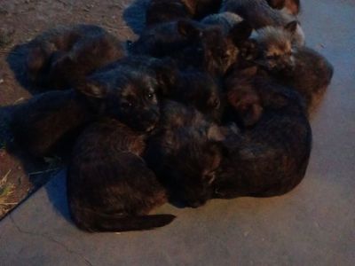 Shorgi/ Dutch Shepherd mix puppies