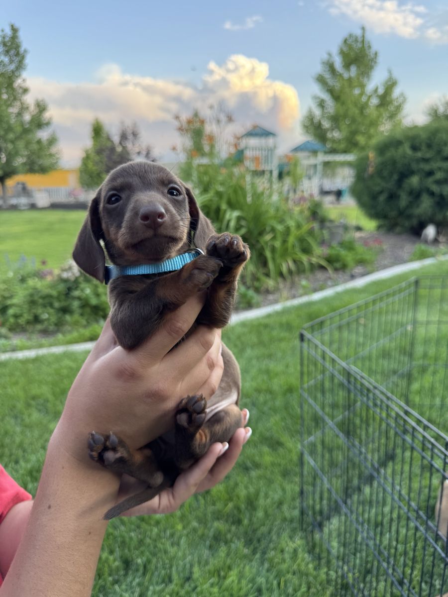 Dachshund puppy