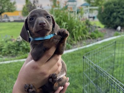 Dachshund puppy