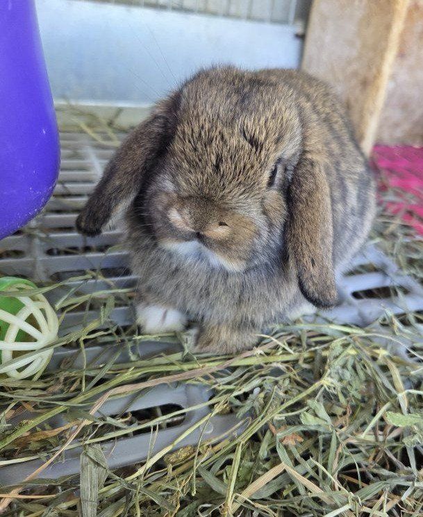 Mini Lop Bunny Rabbit Kits