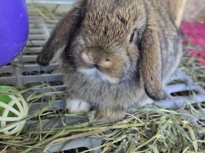 Mini Lop Bunny Rabbit Kits