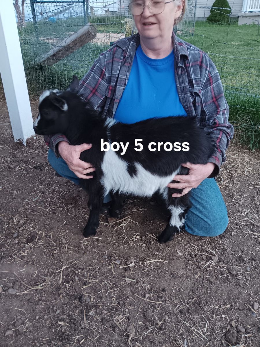 Nigerian dwarf goat kids