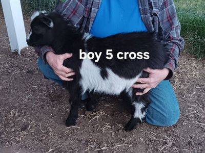 Nigerian dwarf goat kids
